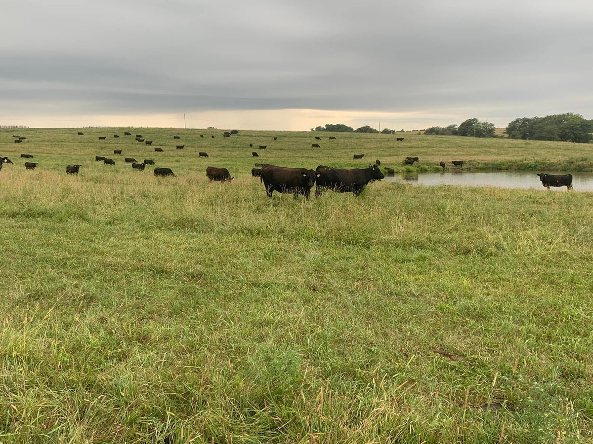 How to Read Feed Efficiency Data in Beef Cattle